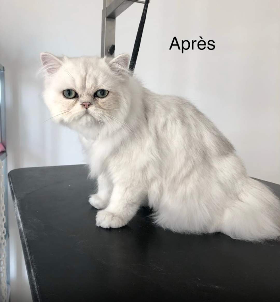 Toilettage pour chiens et chats sur rendez vous Istres Coupe au Poil