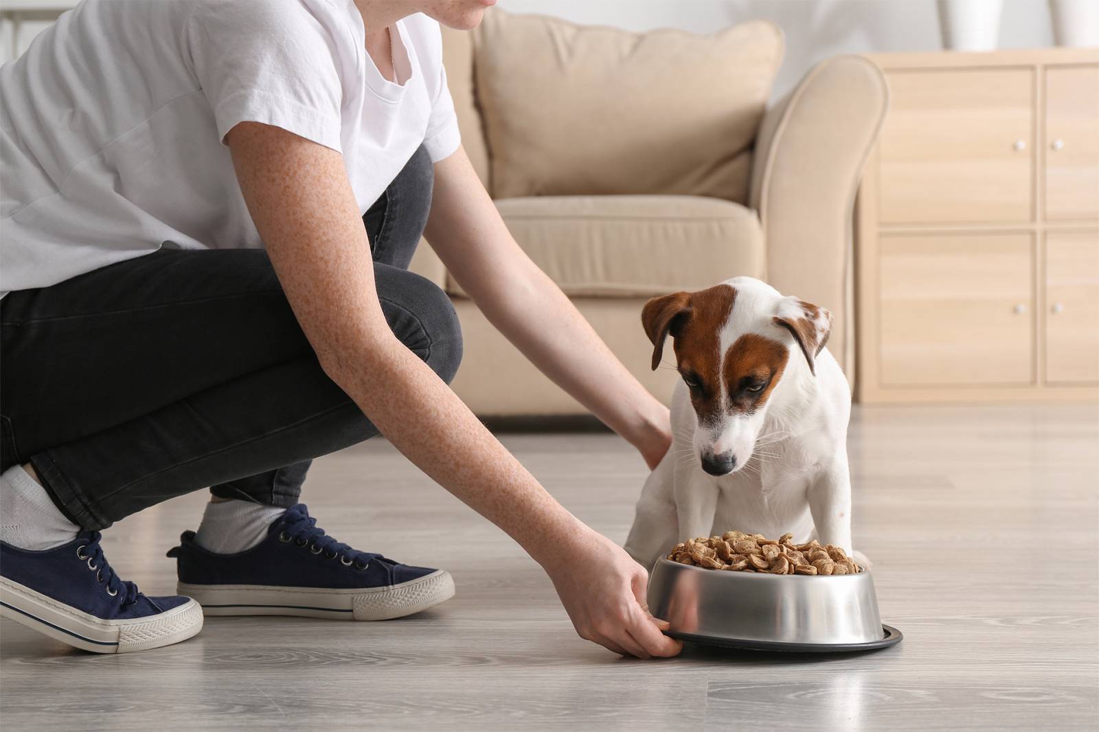 Garderie chiens et chats pour séjour de courte ou longue durée à Haguenau dans le Bas-Rhin (67)