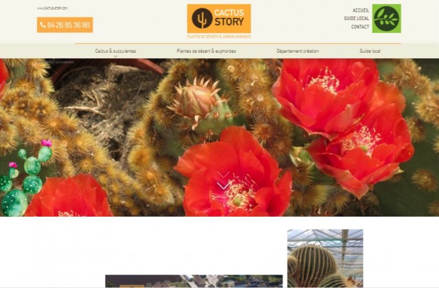 Vente de plantes grasses en jardinerie sur Aubagne - Cactus Story