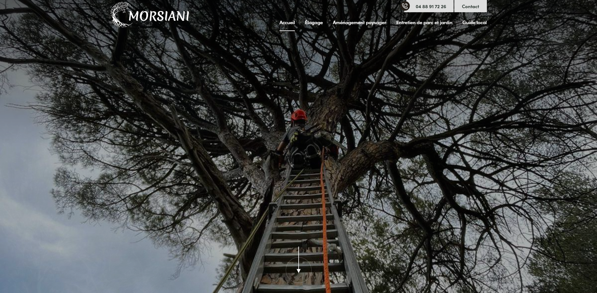 Comment trouver un professionel de l'élagage et de l'abattage d'arbre près de Toulon