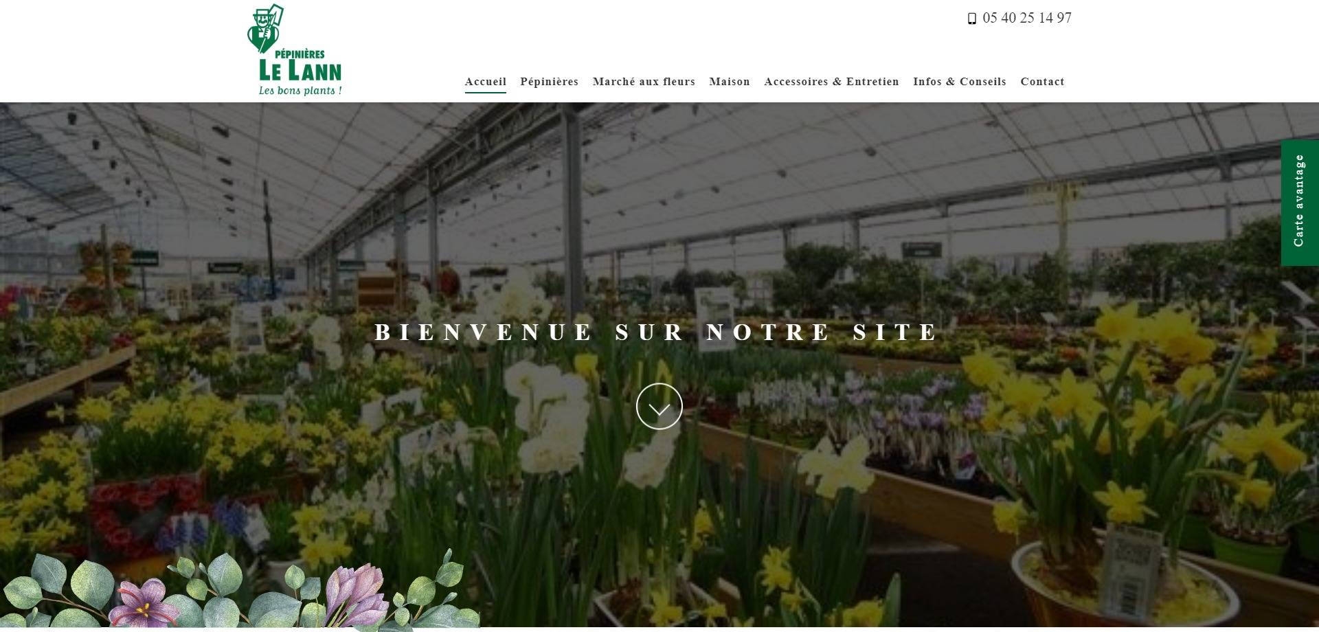 Vente de plantes méditerranéennes pour terrasse palmiers et oliviers à Bordeaux