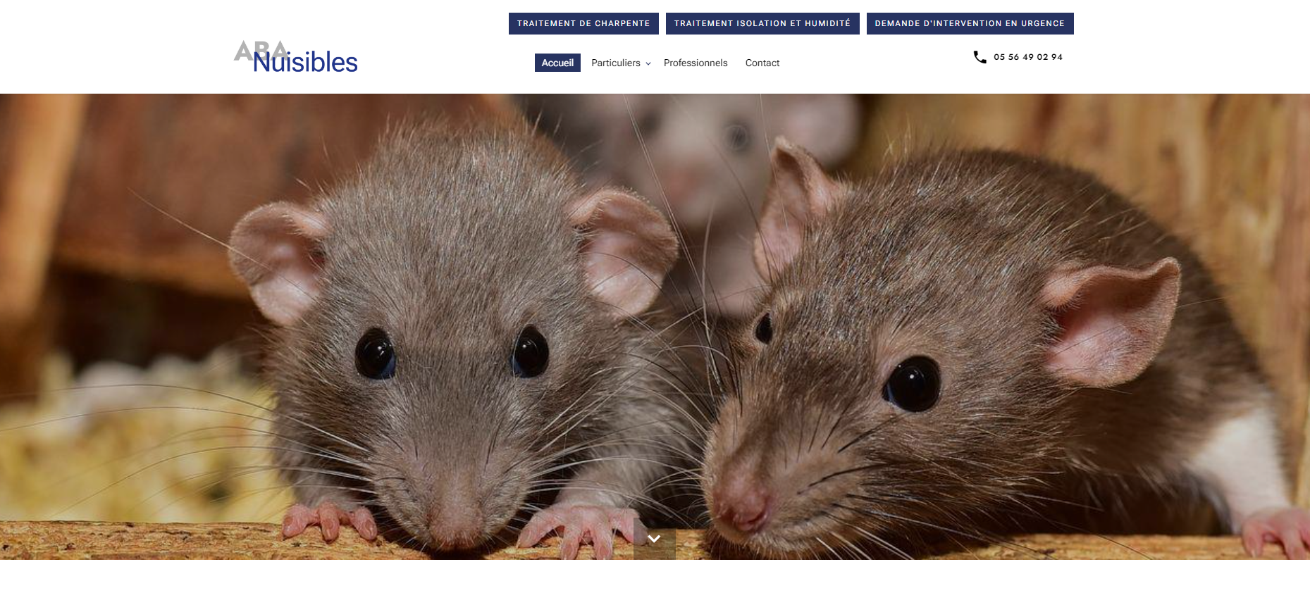 Qui appeler pour éliminer des rats ou souris dans mon appartement à Bordeaux ?