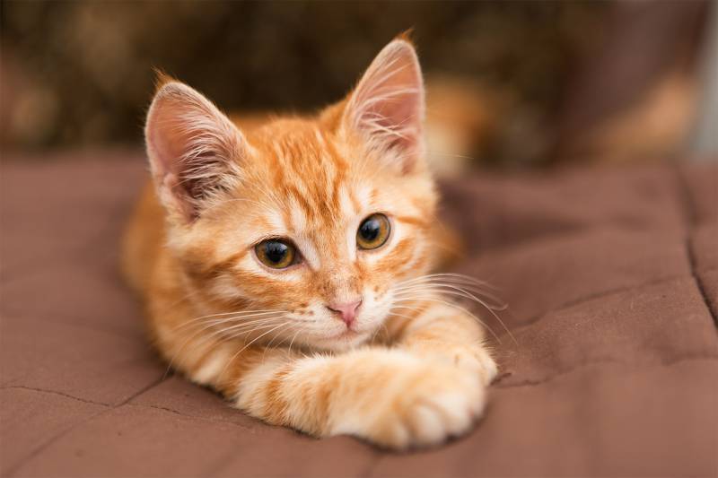  Dans quelle pension mettre mon chat sur Aix en Provence pendant mes vacances ? - La Chatterie de la Muscatelle