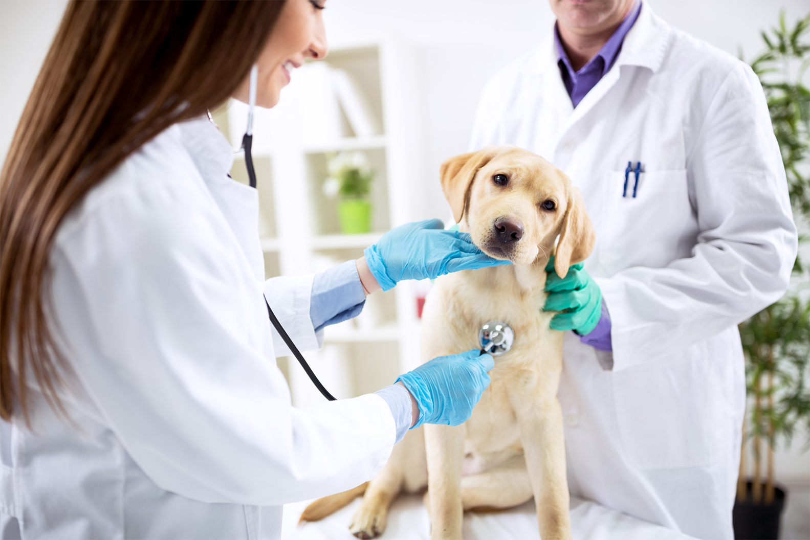 Quelle clinique vétérinaire pour faire des radios à mon animal de compagnie sur Marseille 8e ? - Clinique Vétérinaire Pointe Rouge
