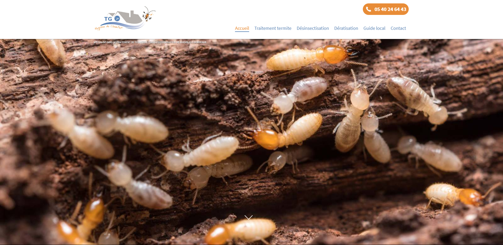 Comment exterminer de manière radicale des termites et des nuisibles à Civrac-en-Médoc en Gironde ? TG2H Medoc
