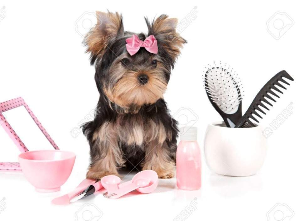 Institut de toilettage pour tonte et coupe au ciseau tous chiens Martigues Les Chiens Chic de Raphaela