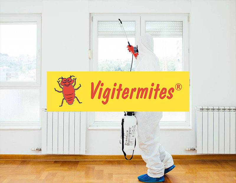 Qui contacter pour exterminer une colonie de termites près de Bordeaux ? - Vigitermite