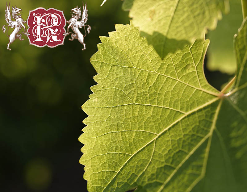 Où faire une dégustation de vin en région bordelaise ? - Château-Renon