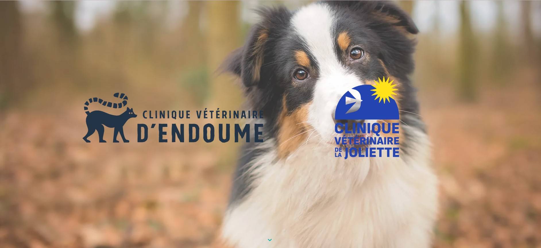 Où aller pour faire soigner mon animal NAC à Marseille 13007 ?