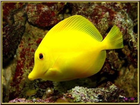 Vente d'aquariums et de poissons exotiques en Gironde - Animalerie Le Lann