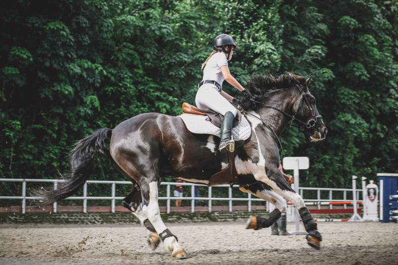 Dans quel centre équestre prendre des cours d'équitation pour débutant à Miramas ? - Régie Equestre Mas de Combe
